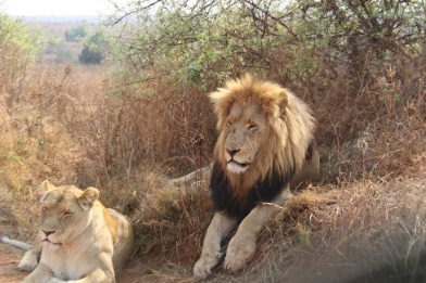 Johannesburg_Bothongo_Rhino_&_Lion_Nature_Reserve_2
