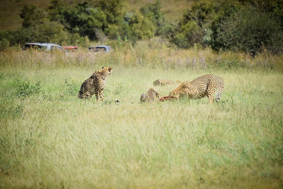 Johannesburg_Bothongo_Rhino_&_Lion_Nature_Reserve_6
