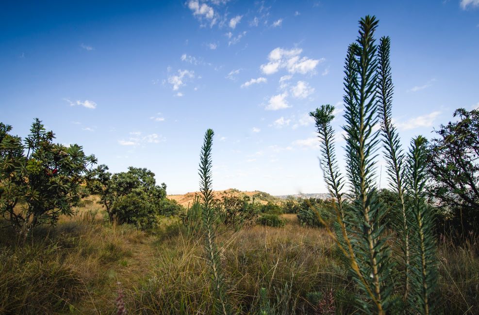 Johannesburg_Melville_Koppies_Nature_Reserve_10