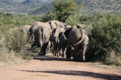Johannesburg_Pilanesberg_National_Park_1