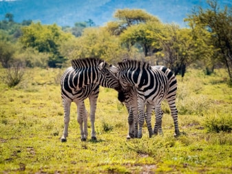 Johannesburg_Pilanesberg_National_Park_4