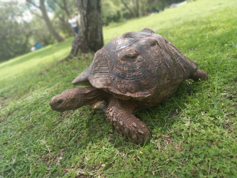 Walter Sisulu National Botanical Garden