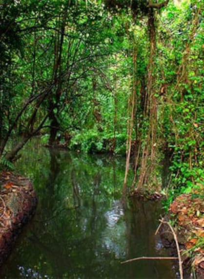 Kumarakom Kumarakom Bird Sanctuary Portrait Image