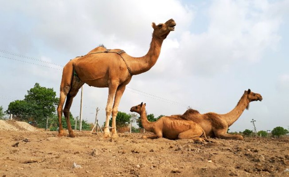 Kutch Kalo Dungar Landscape Image
