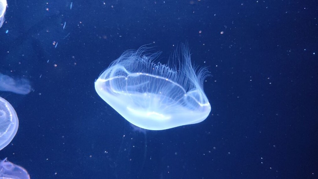 Kuwait_The_Aquarium_9