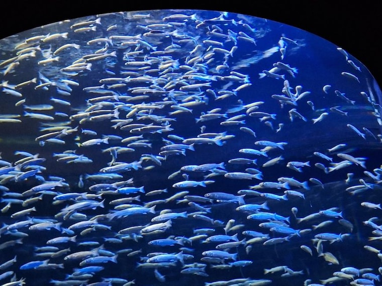 Kuwait_The_Scientific_Centre_6