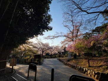 Kyoto_Arashiyama_Bamboo_Forest_10