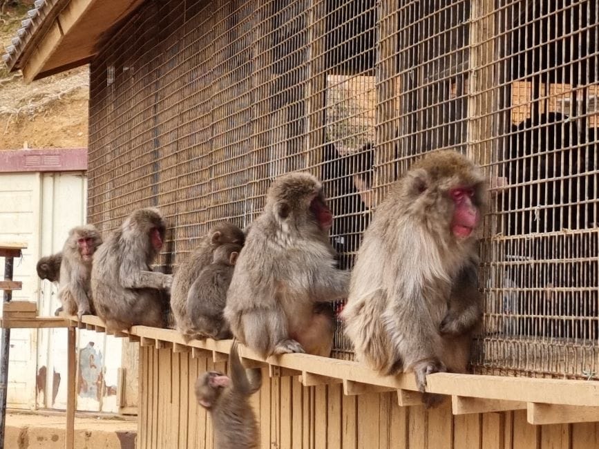 Kyoto_Arashiyama_Monkey_Park_Iwatayama_1