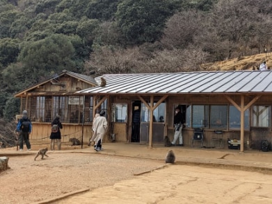 Kyoto_Arashiyama_Monkey_Park_Iwatayama_7