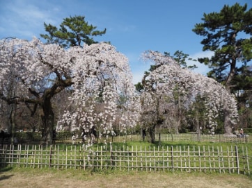 Kyoto_Kyoto_Gyoen_National_Garden_3