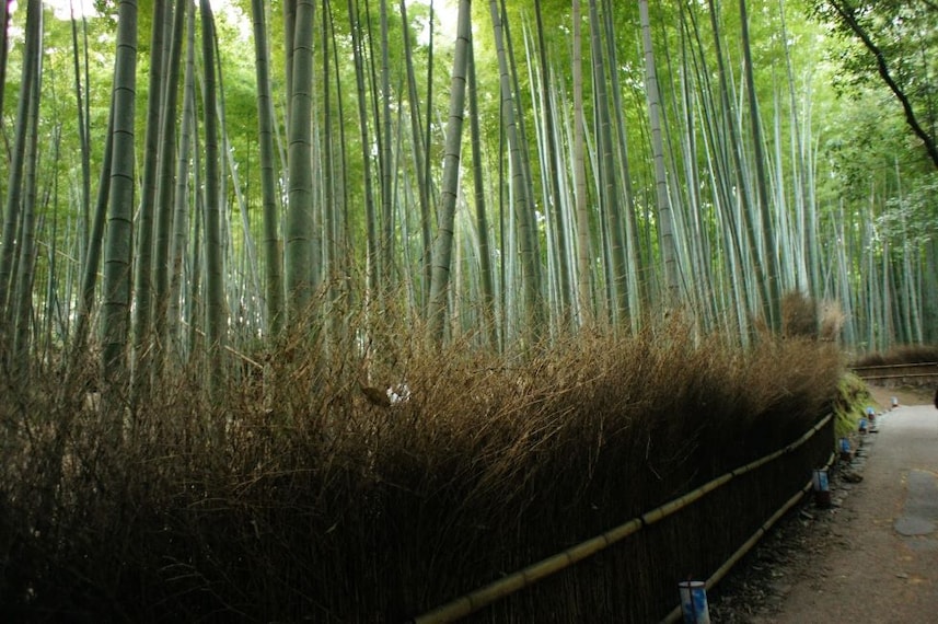 Kyoto_Arashiyama_2