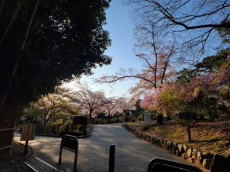 Kyoto_Arashiyama_Bamboo_Forest_10