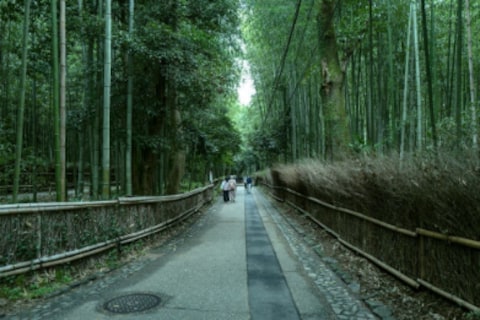 Arashiyama Bamboo Forest