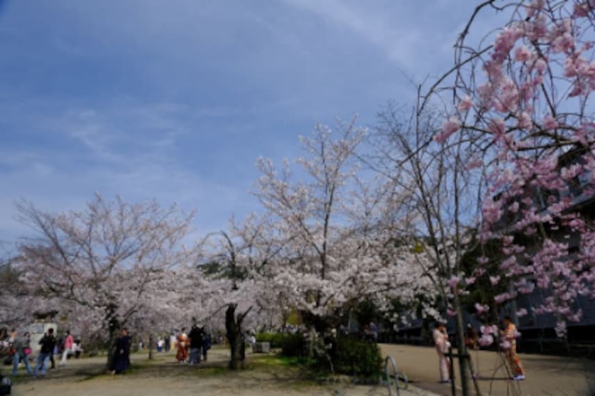 Kyoto_Maruyama_Park_2