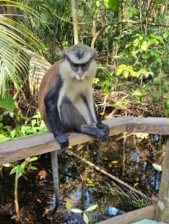Lekki Conservation Centre