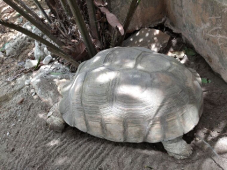 Lagos_Lufasi_Nature_Park_7