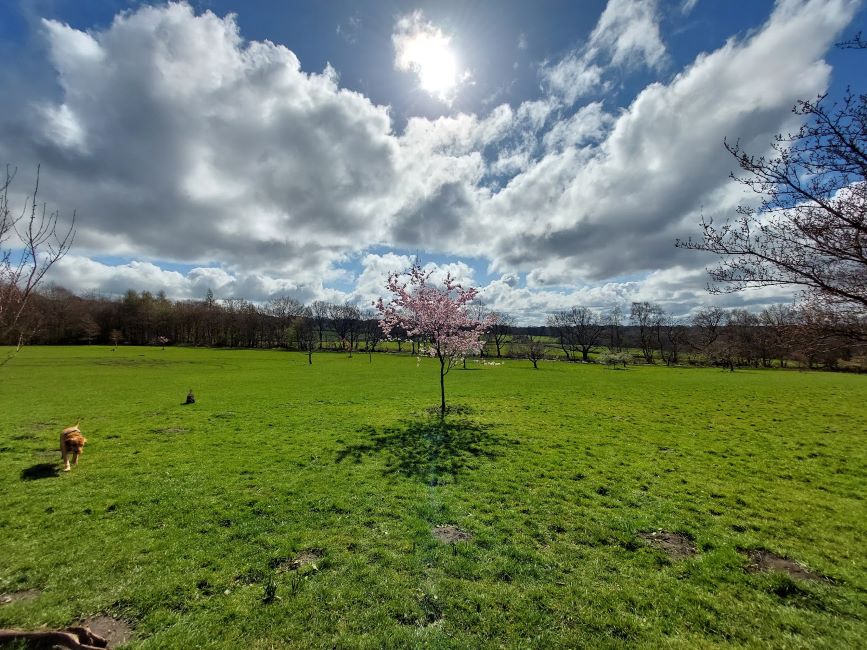 Leeds_Golden_Acre_Park_3