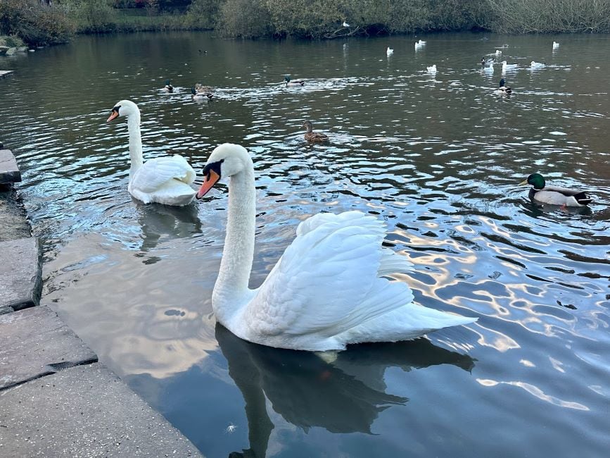 Leeds_Golden_Acre_Park_4
