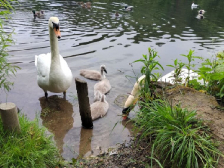 Leeds_Roundhay_Park_5