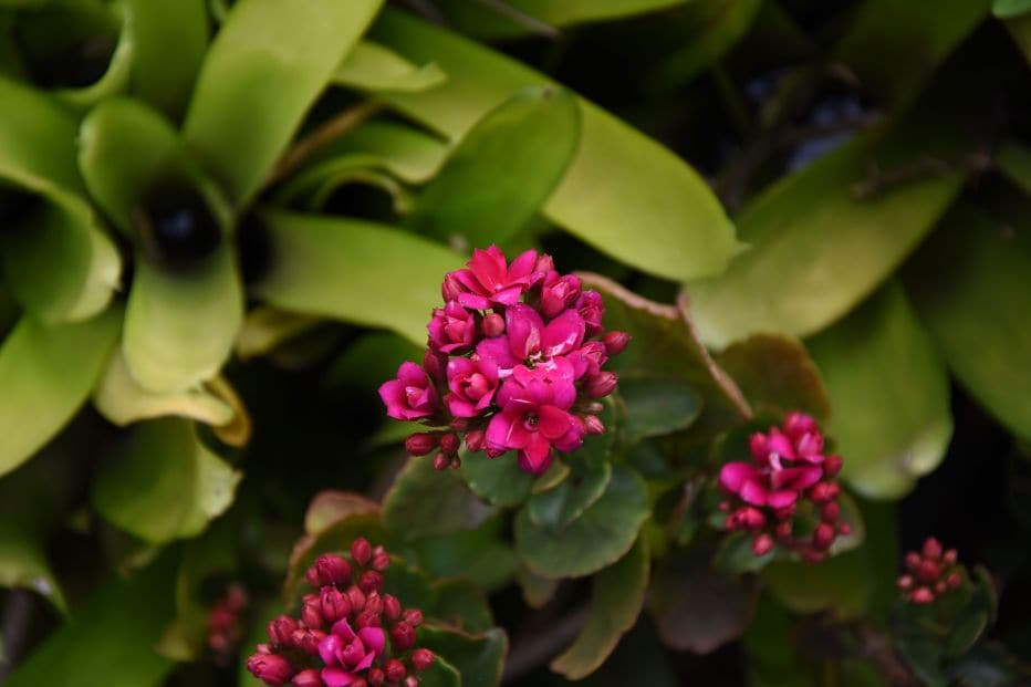 mapro_garden_3