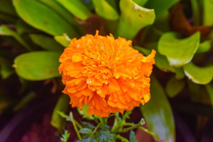 mapro_garden_4