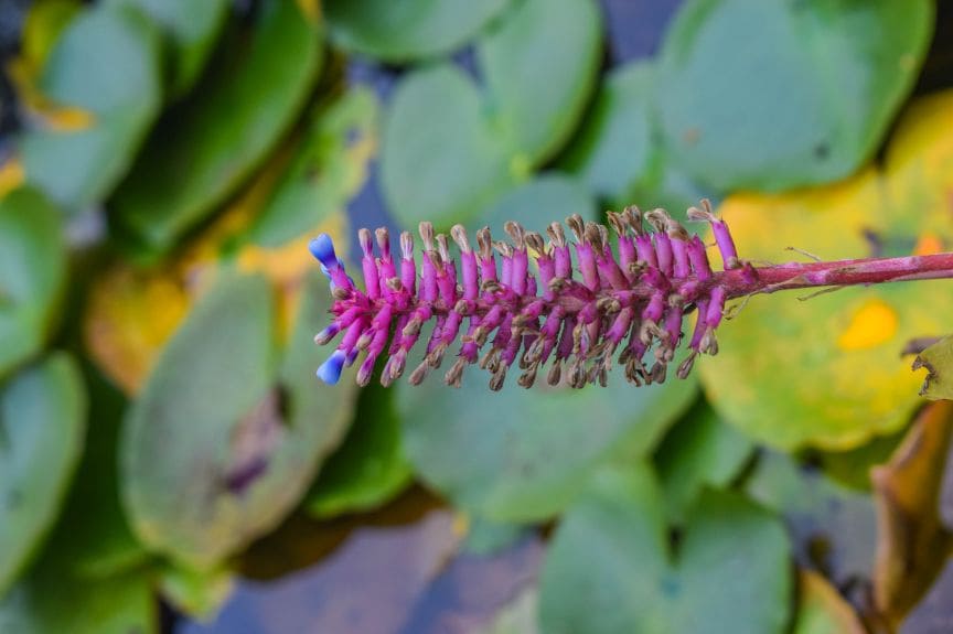 mapro_garden_5