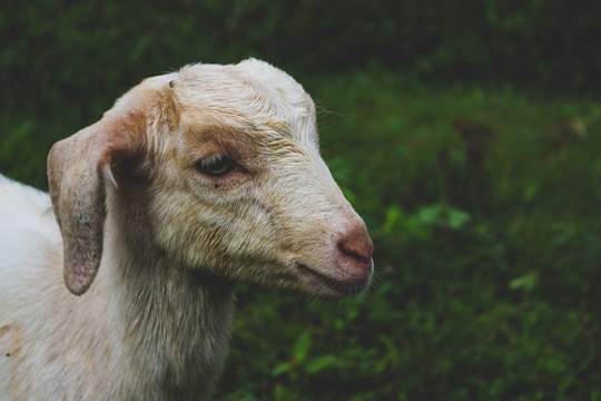 Dairy and Goat Pen Visit