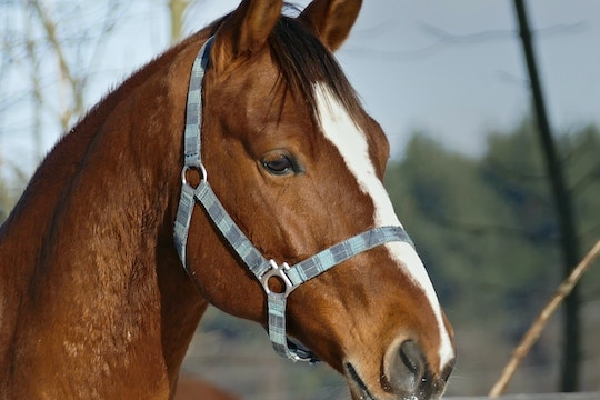 Horse Riding