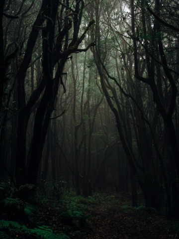 Plantation Walks