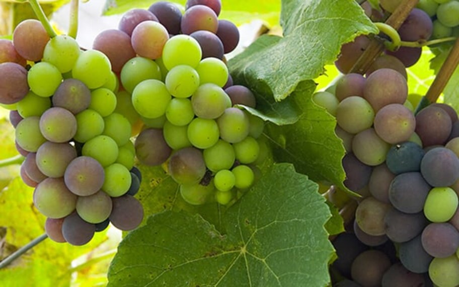 Nandi Hills Vineyard Tour Landscape Image