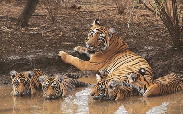 Neemrana Sariska National Park Landscape Image