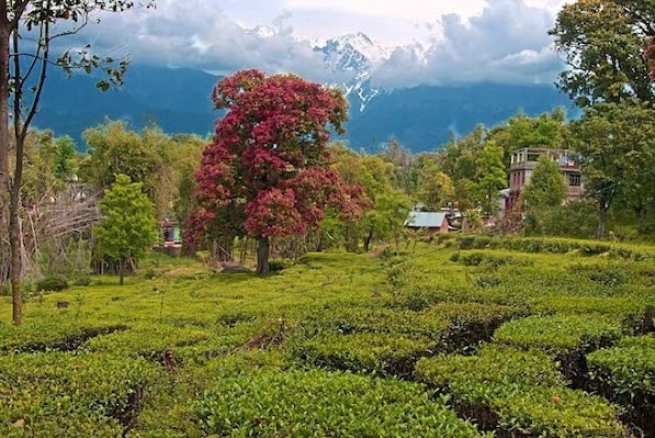 Palampur_3