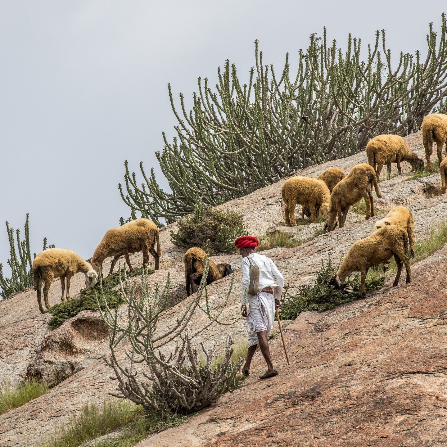 Visit to the Rabari Tribe