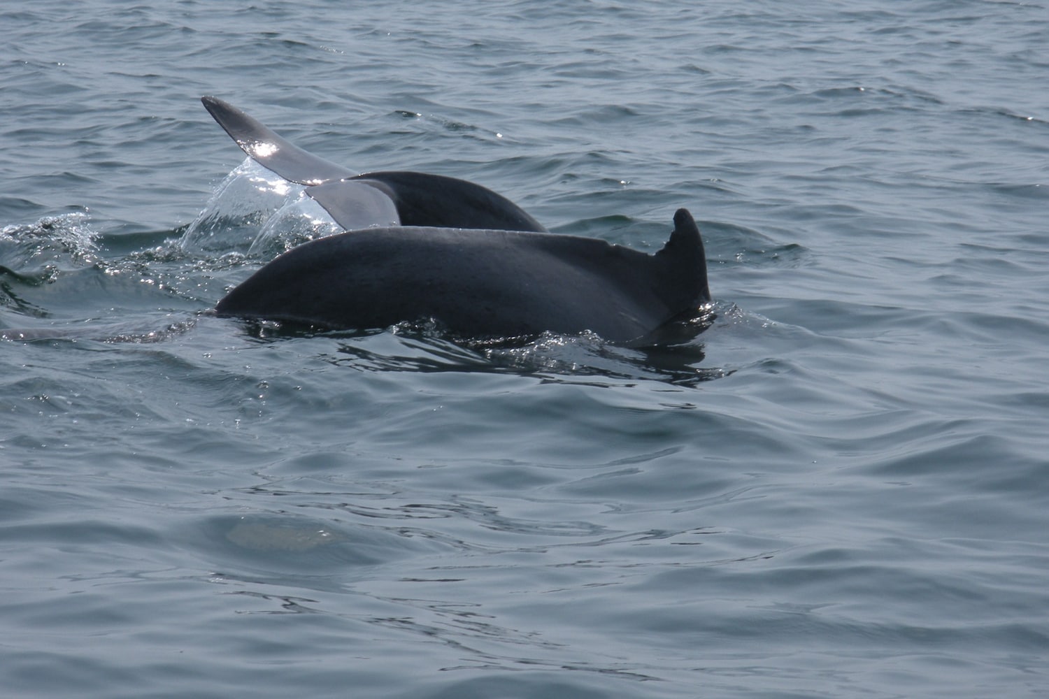 Dolphin Spotting & Snorkelling at Grand Island with Shared Transfers