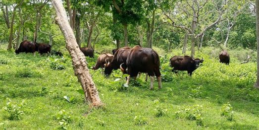 Mudumalai_National_Park_2