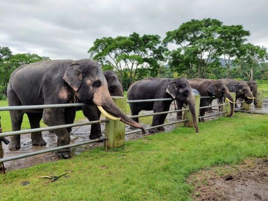 Mudumalai_National_Park_3