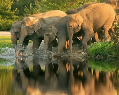 Mudumalai National Park, Tamil Nadu