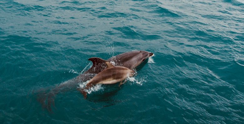 Bay_of_Islands_New_Zealand_4