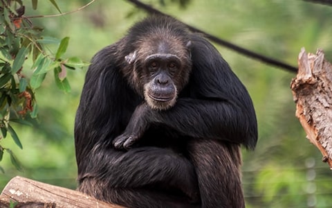 Indira Gandhi Zoological Park