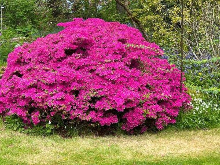 Aberdeen_Cruickshank_Botanic_Garden_7