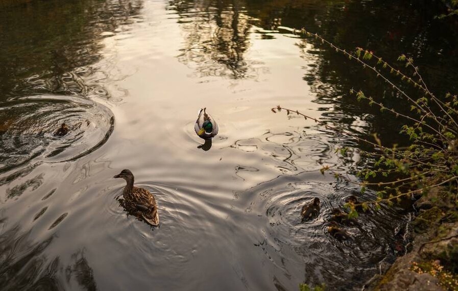 Aberdeen_Johnston_Gardens_7