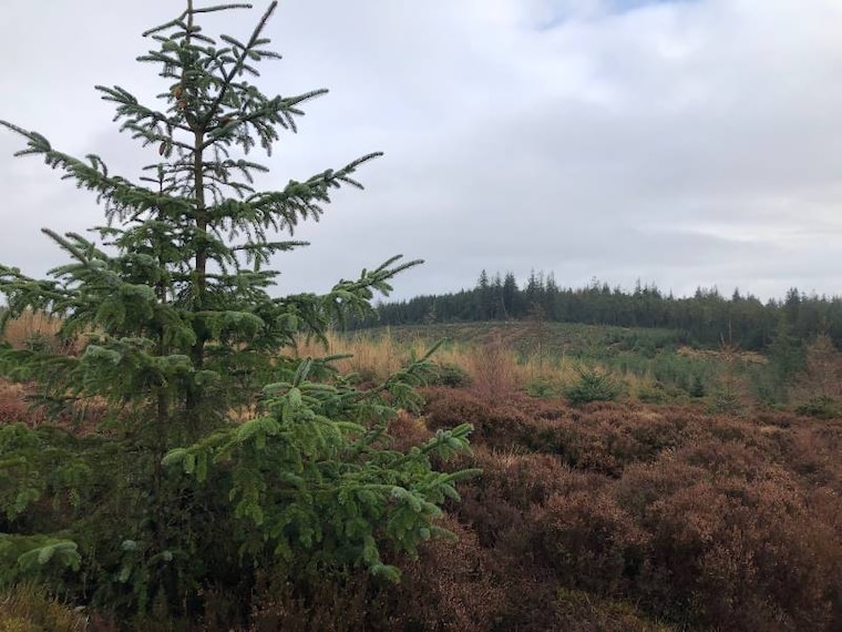 Aberdeen_Kirkhill_Forest_7