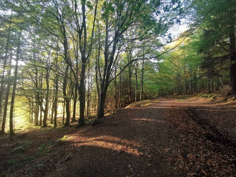 Aberdeen_Kirkhill_Forest_8