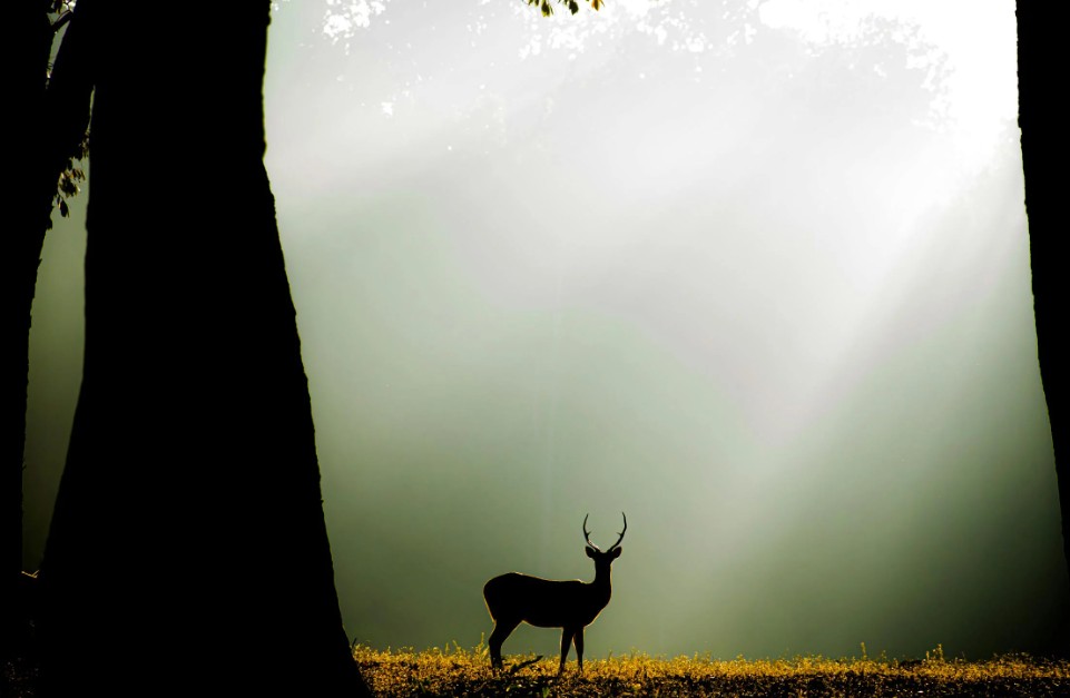 The Riverwood Forest Retreat Kanha - Tap to explore photos