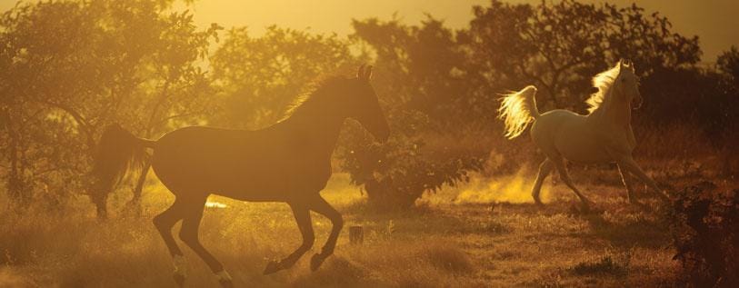 Horse Riding Session