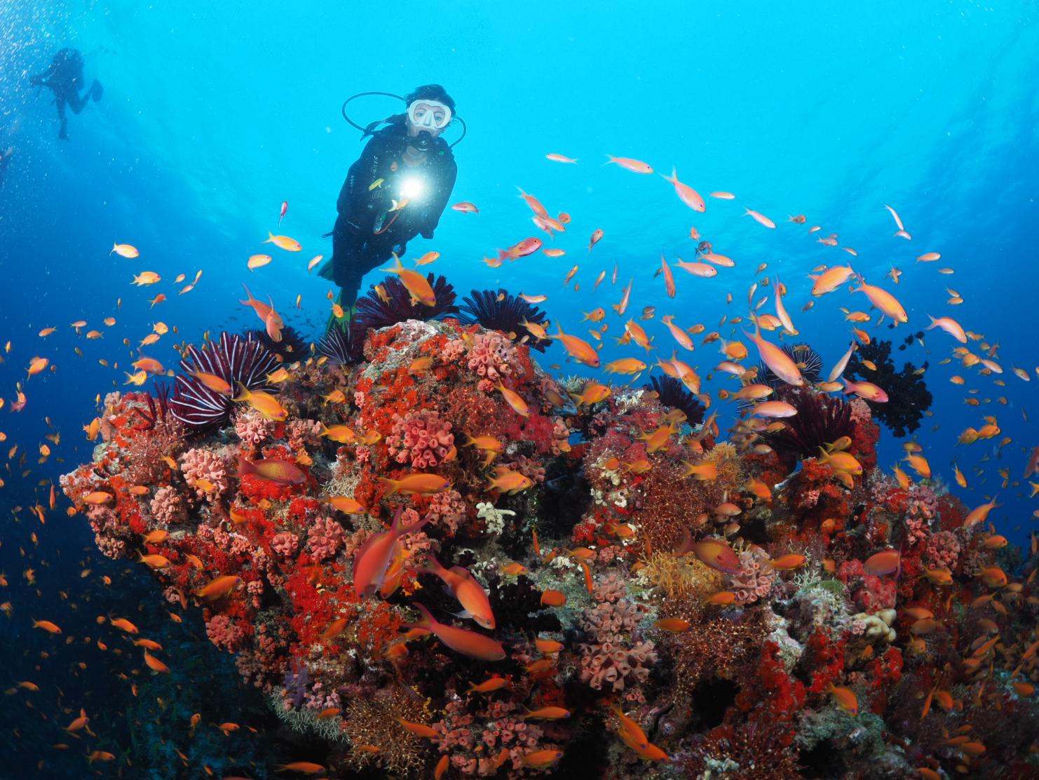 Diving at Dive Point