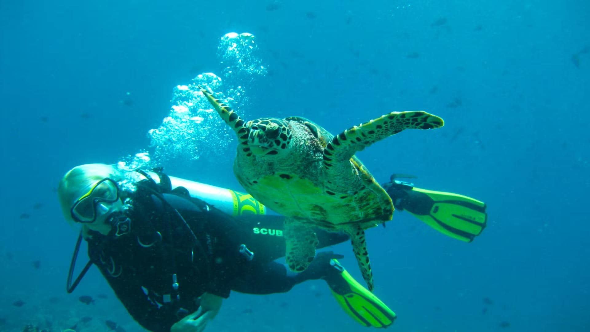 House Reef Vadoo