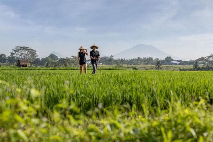 Rice Field Trekking