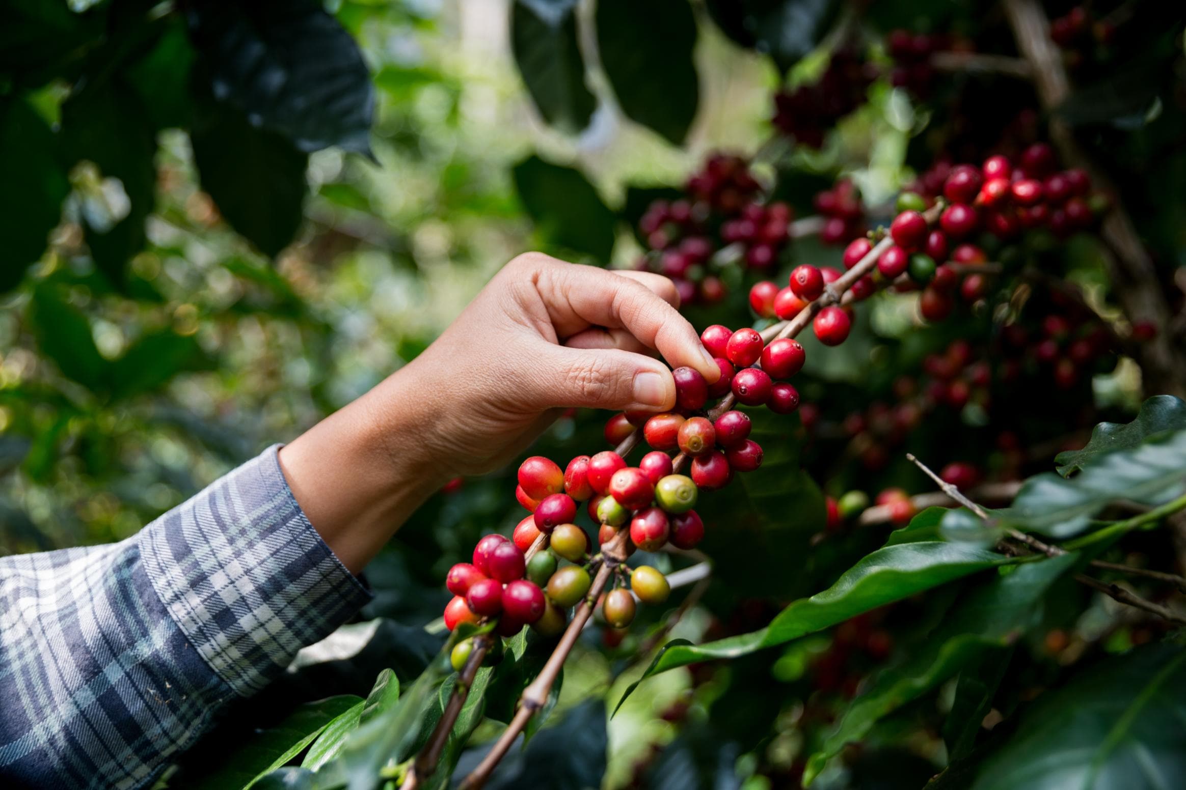 Coffee Plantation Tour