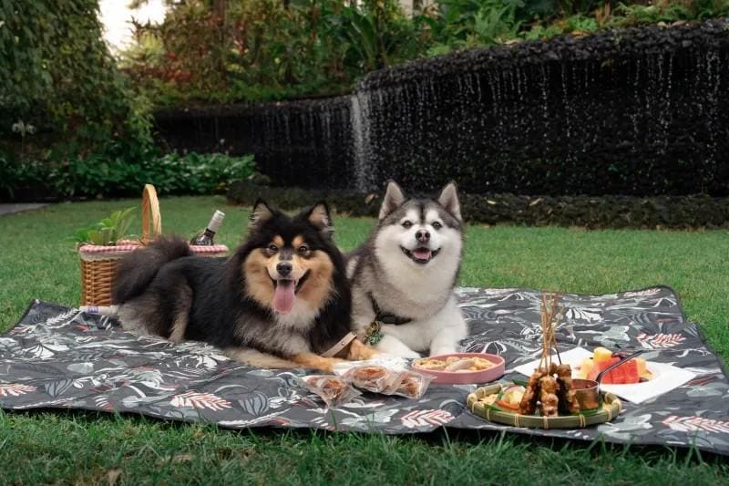 Family & Pet Picnic